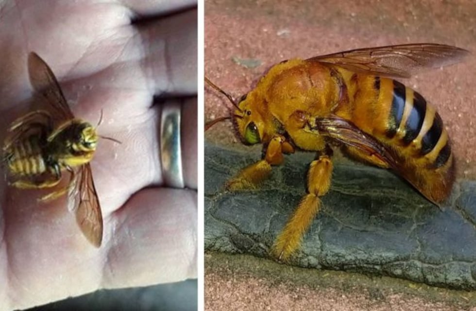 Alertan sobre la aparición de una "abeja asesina" en Metán
