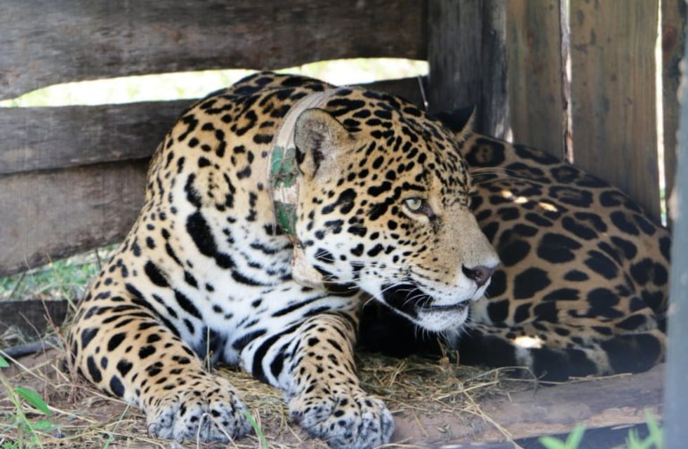 Misiones habilitará una línea de "WhatsApp" para denunciar a cazadores furtivos