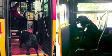 Eclipse, una perra que toma todos los días el colectivo para ir al parque