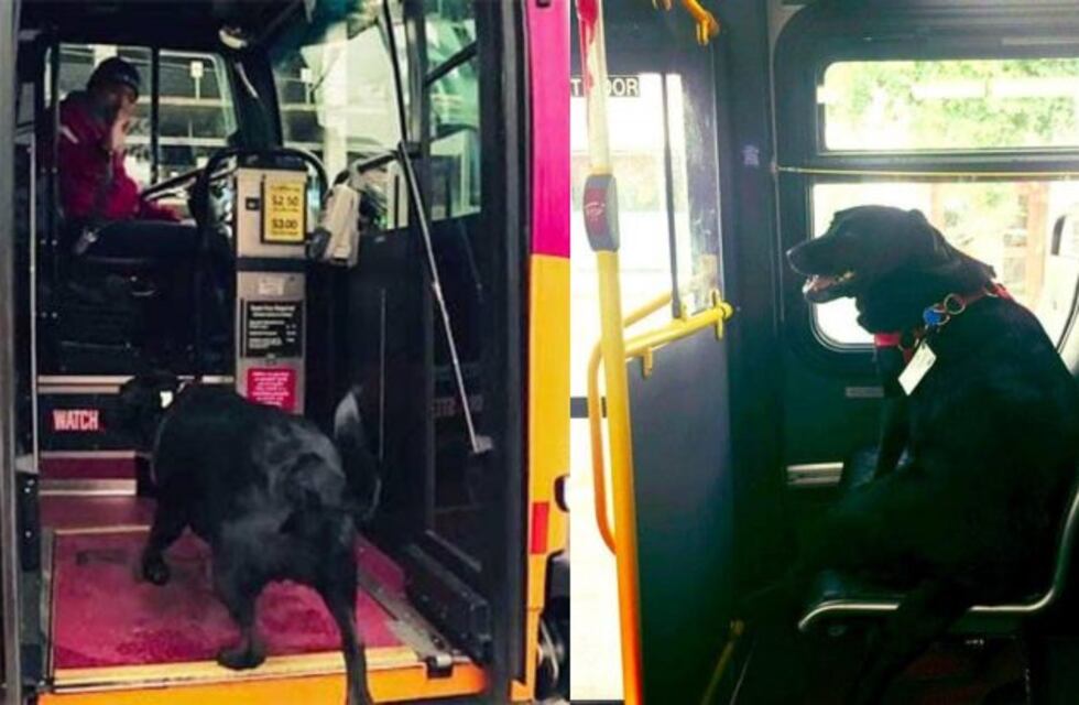 Eclipse, una perra que toma todos los días el colectivo para ir al parque