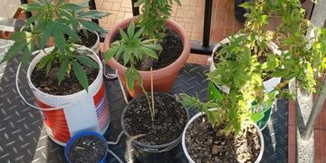 Las plantas de marihuana estaban prolijamente cuidadas\u002E