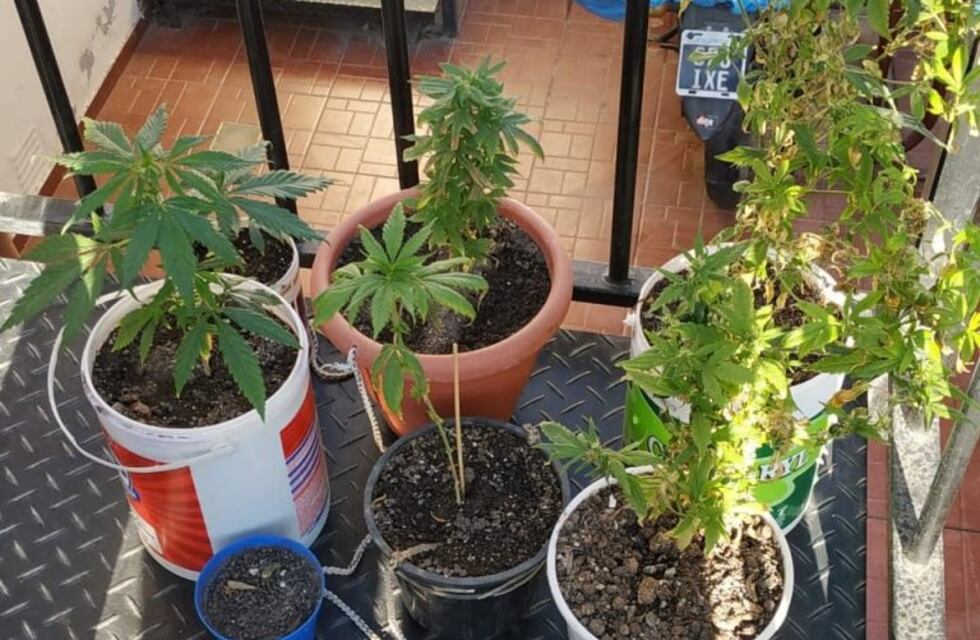 Detuvieron a una pareja que tenía un invernadero de marihuana en Rivadavia