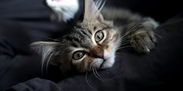 Las mascotas serán castradas de manera gratuita, en Río Cuarto\u002E