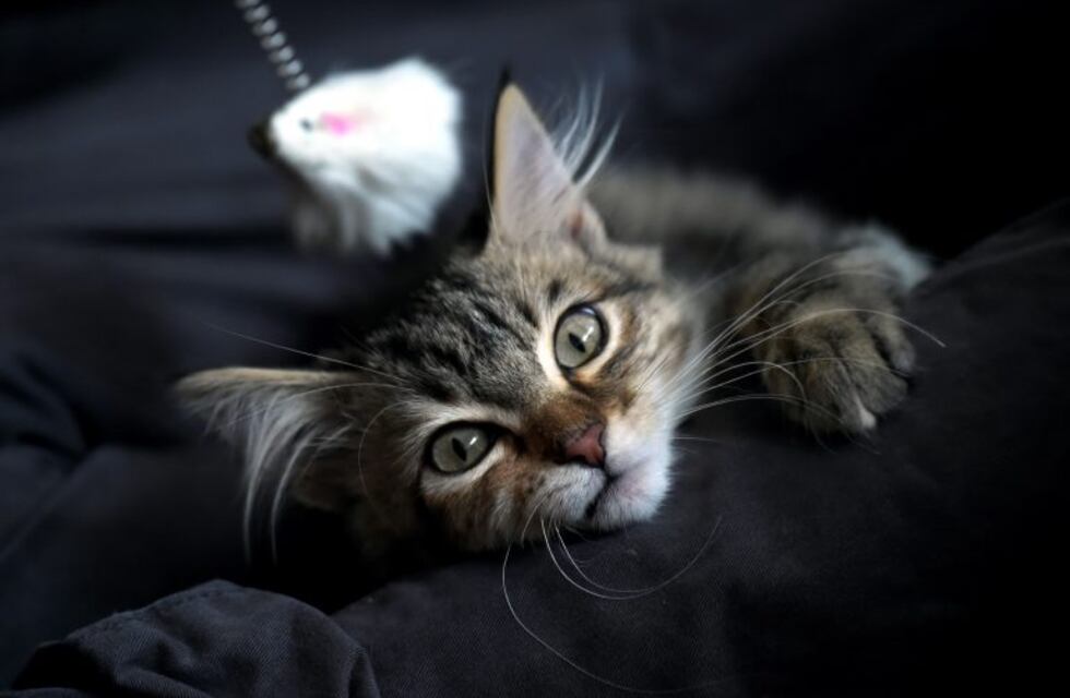 Río Cuarto: regresa el quirófano móvil para mascotas