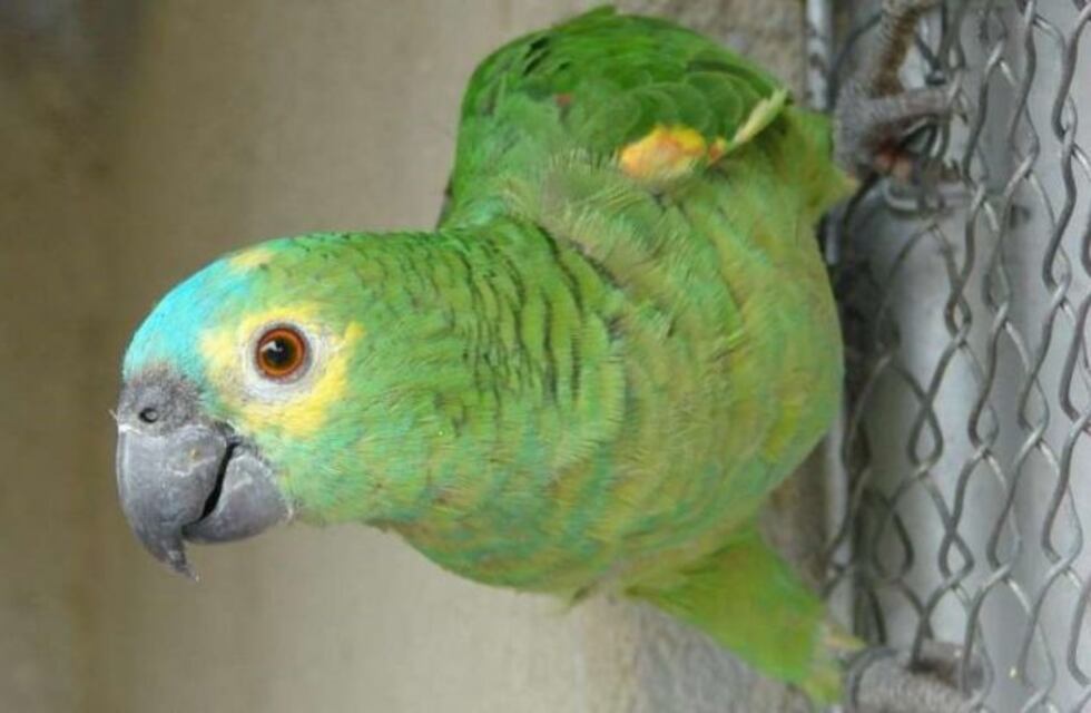 Pagan recompensa por un loro que habría sido secuestrado