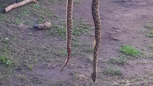 Un perro salvó a una nena de ser mordida por una yarará