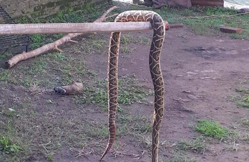 Un perro salvó a una nena de ser mordida por una yarará