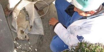 Un anciano llevó a su cachorro enfermo a un hospital y los médicos le salvaron la vida\u002E