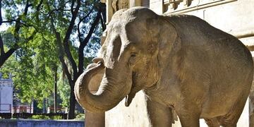 Mara, la elefanta asiática