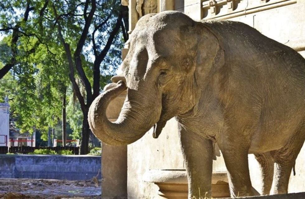 Así es la caja en la que trasladarán a la elefanta Mara del Ecoparque porteño