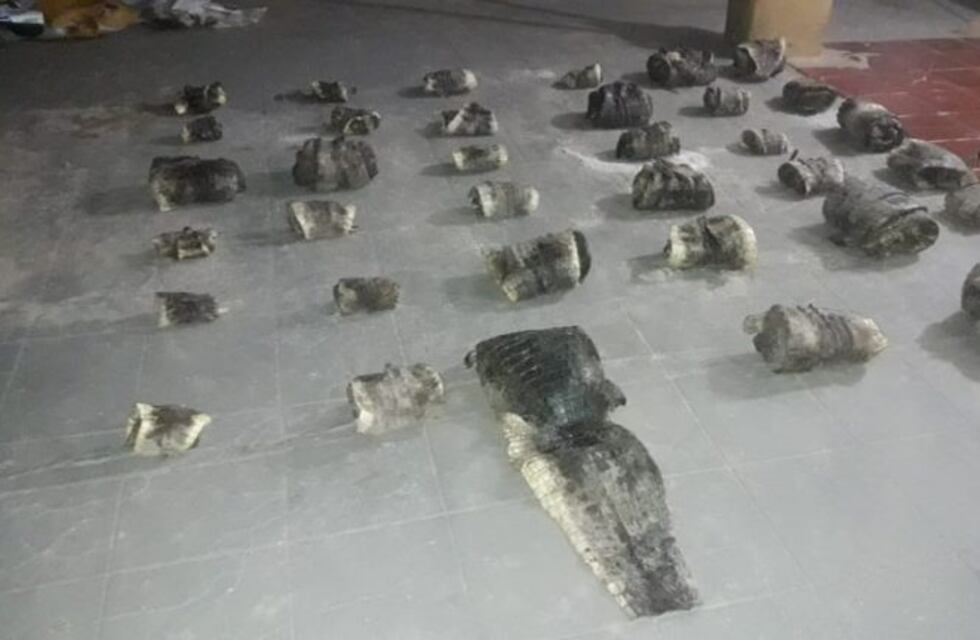 Un remise fue secuestrado por la policía, traía 37 cueros de yacaré sin permisos