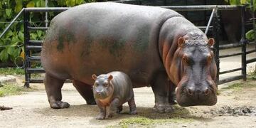 Hipopótamos (imagen ilustrativa)