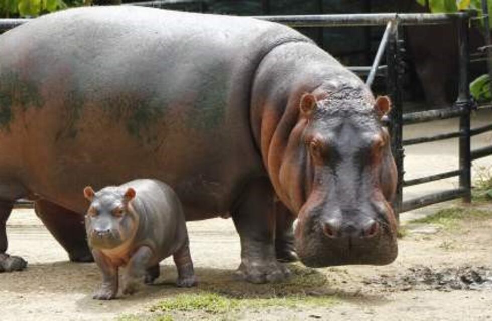 Temen que los hipopótamos de Pablo Escobar se vuelvan "plaga" en Colombia