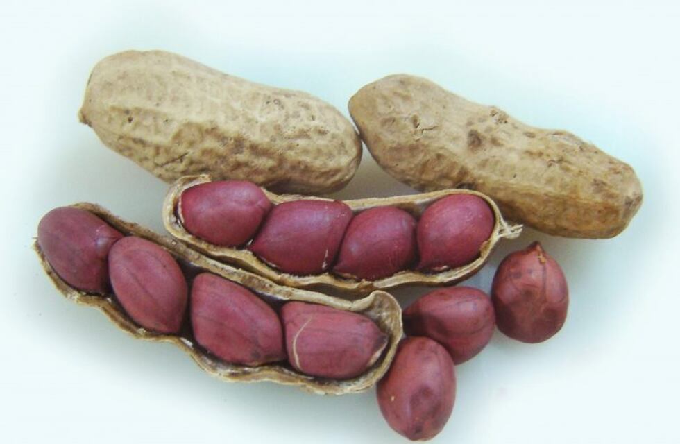 Sale al mercado la primera leche de maní cordobesa