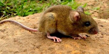 Medidas para prevenir el hantavirus\u002E (web)