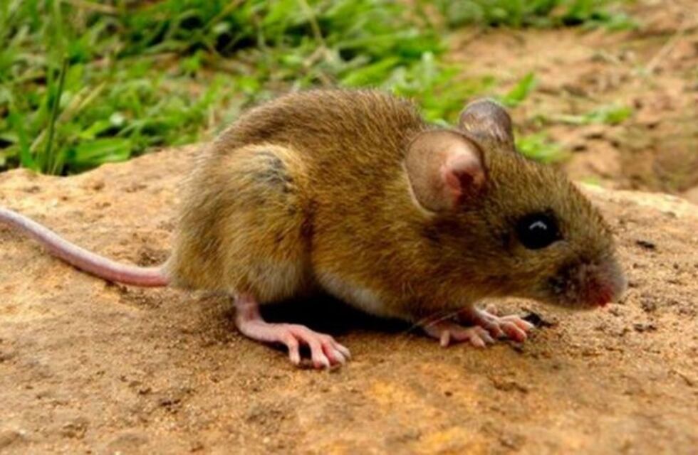 Atención salteños: medidas para la prevención del hantavirus