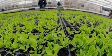 Entrega de plantines (web)