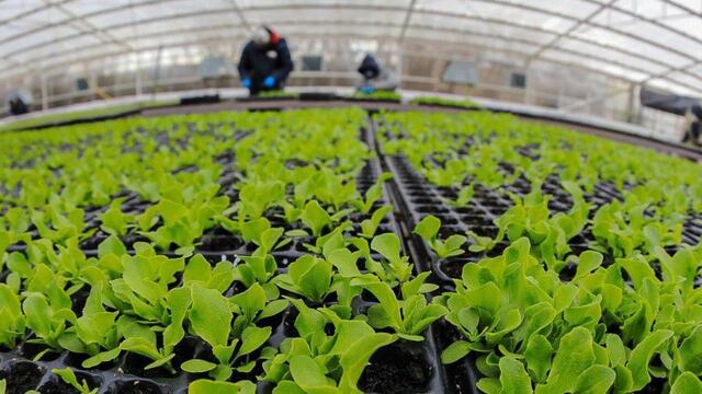 Entrega de plantines (web)