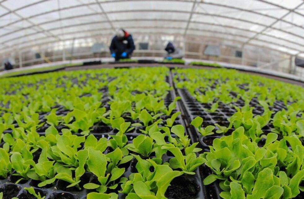 Río Grande: entregaron más de 74 mil plantines a productores hortícolas