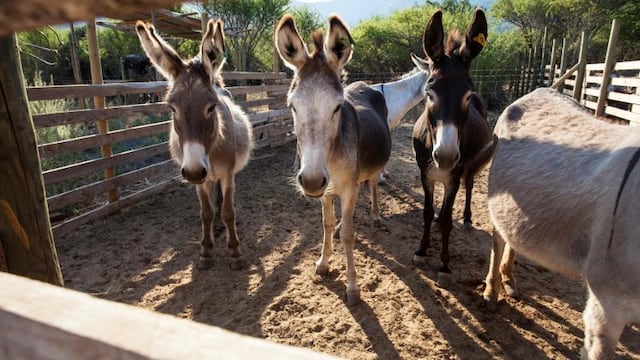 Los casos que encendieron la alarma fueron detectados en un burro\u002E