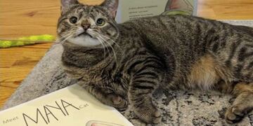 Maya, la gatita con Síndrome de Down\u002E