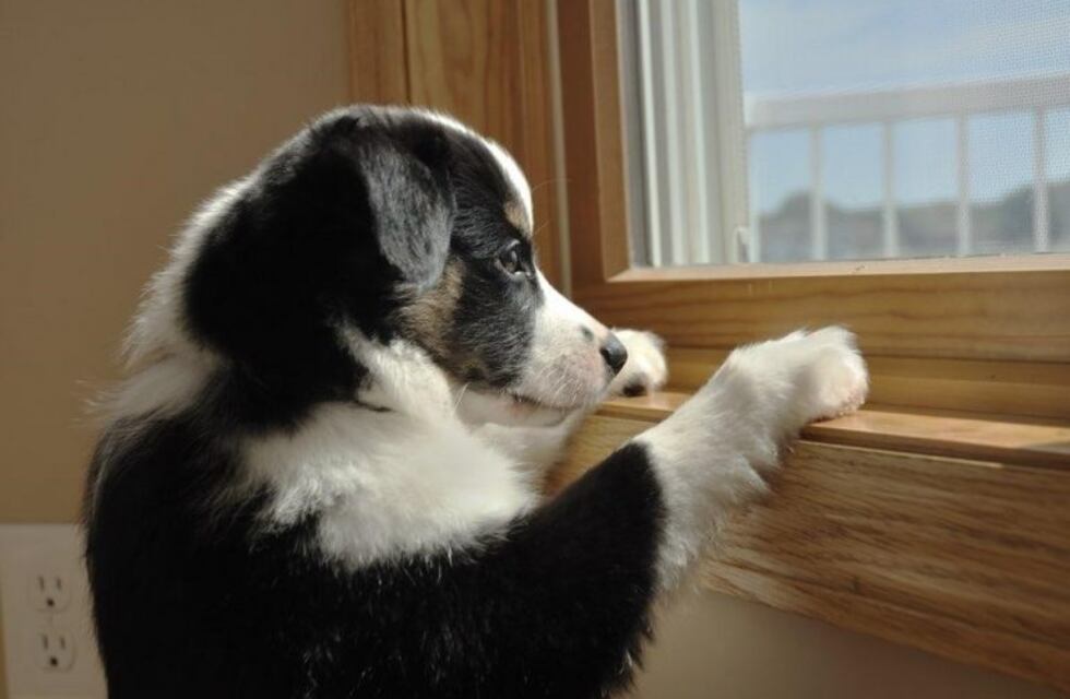 La conmovedora historia de Benito, el perro que visita a su dueña en el cementerio