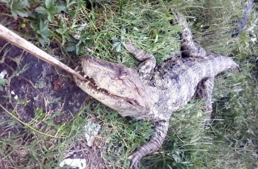 Un yacaré causó pánico en un barrio salteño