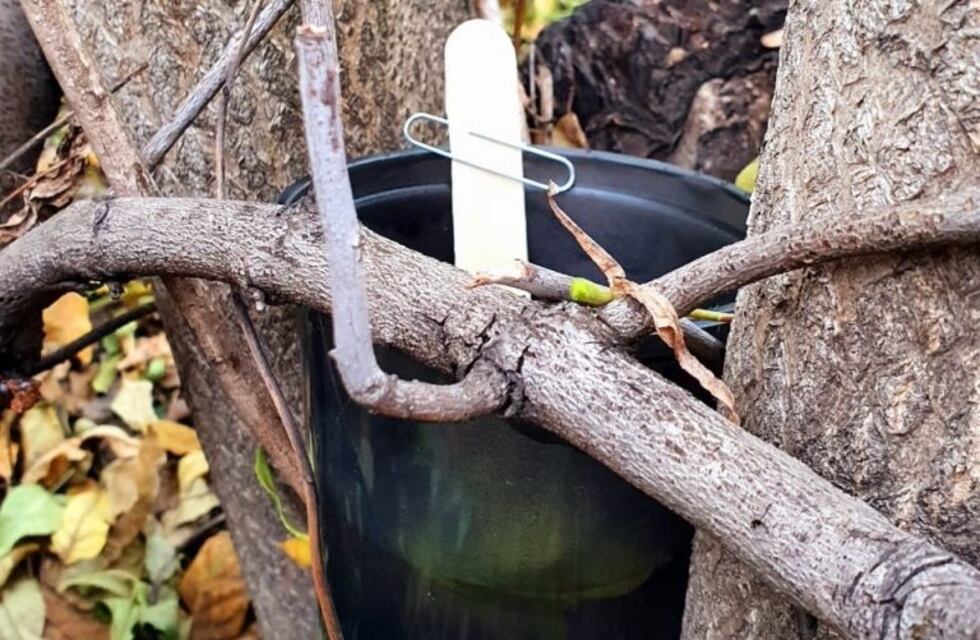 Dengue: Colocaron ovi trampas en los barrrios Parque San Martín y Norte