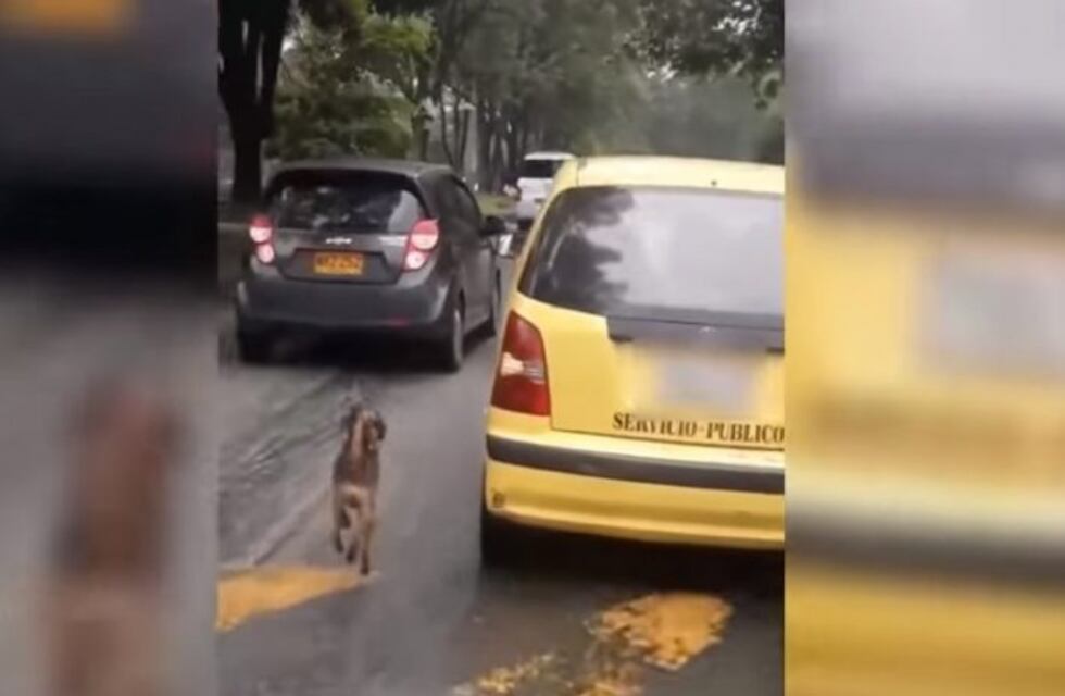 Un perrito corrió el auto en que viajaban sus dueños, que intentaban abandonarlo