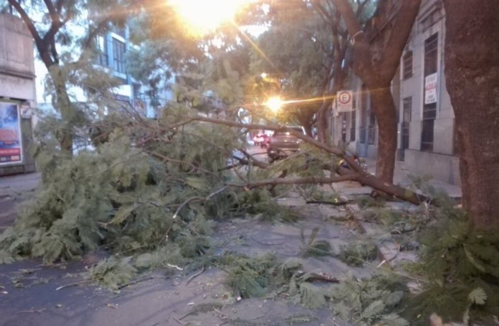 Cesó el alerta en Rosario tras una noche ventosa y hubo al menos diez árboles caídos