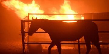 Animales afectados por incendios\u002E (Foto: imagen ilustrativa / web)\u002E