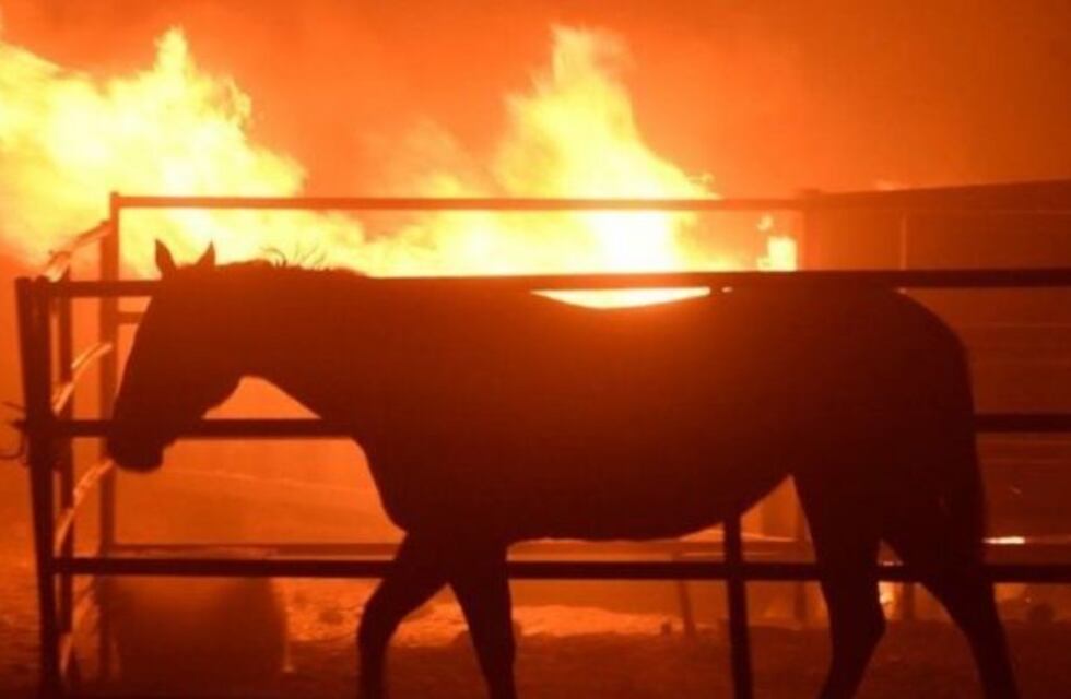 Veterinarios piden colaboración para los animales afectados por los incendios