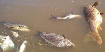 Los peces aparecieron sin vida este domingo en el afluente\u002E (Casilda Plus)