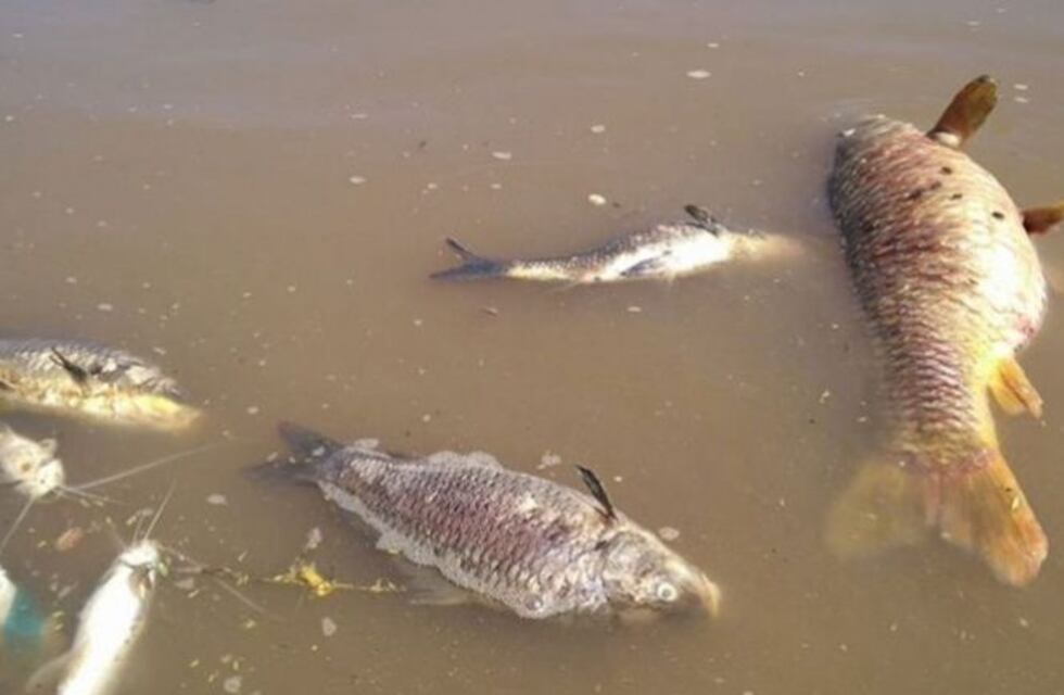 Un río de peces muertos en el Carcarañá pone en alerta a ambientalistas