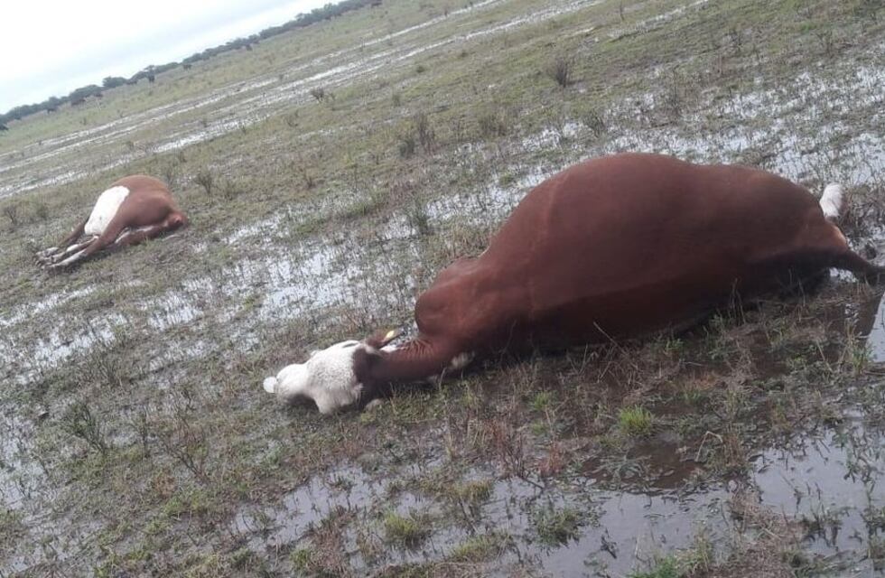 Un rayo mató tres vacas en San Jaime de la Frontera