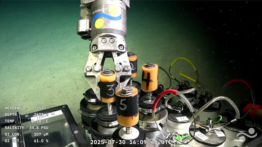 Lo que dejó la transmisión en vivo a 3.900 metros de profundidad: en colaboración con el Schmidt Ocean Institute, investigadores del CONICET realizan la expedición “Underwater Oases of Mar Del Plata Canyon: Talud Continental IV”