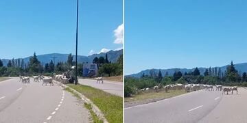Cabras en la ruta en San Luis.