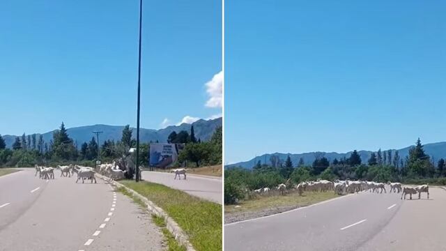 Cabras en la ruta en San Luis.