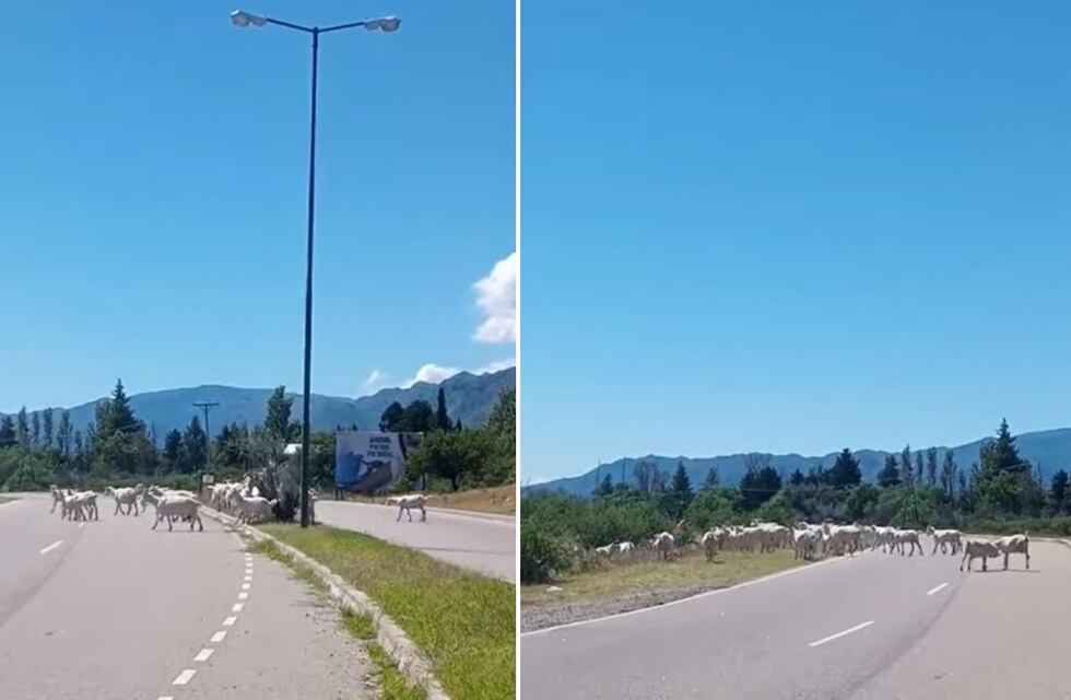 Preocupa la presencia de animales sueltos en la ruta del Suyuque