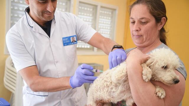 Campaña gratuita de vacunación y desparasitación para perros y gatos en Córdoba.