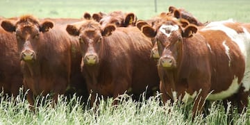 Ganado Shorthorn