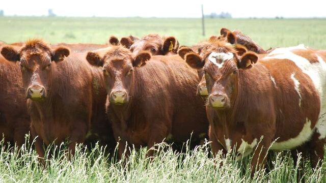 Ganado Shorthorn