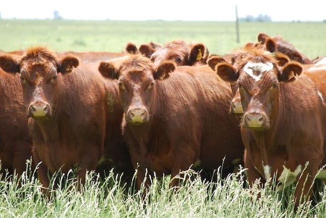 Ganado Shorthorn