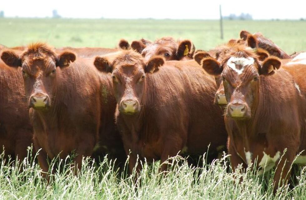 Historia ganadera, raza madre, Shorthorn