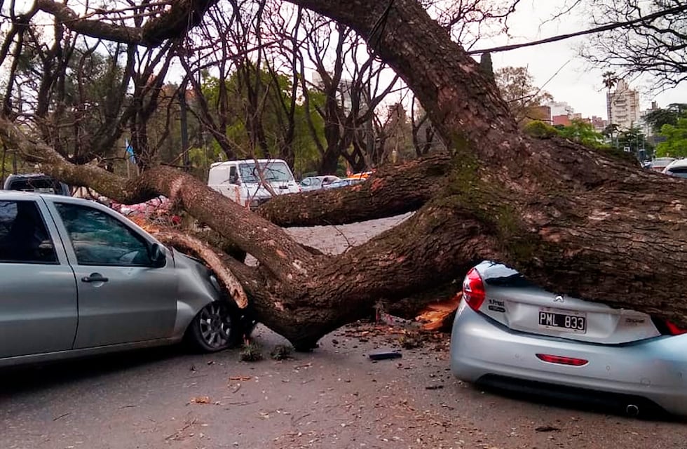 Más de 50 árboles caídos y autos destrozados por el fuerte viento en Rosario