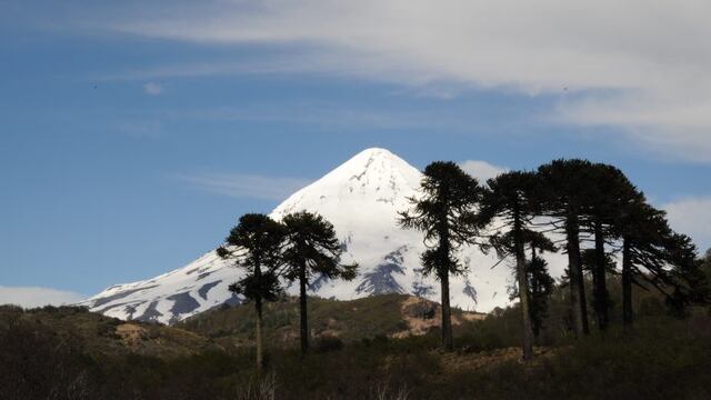 San carlos de bariloche, Argentina. 25th November 2009 -- Volcano Lanin pictured with Araucaria araucana trees in the foreground. These trees are often referred to as a living fossil because of their great age. -- Working with Global Vision International