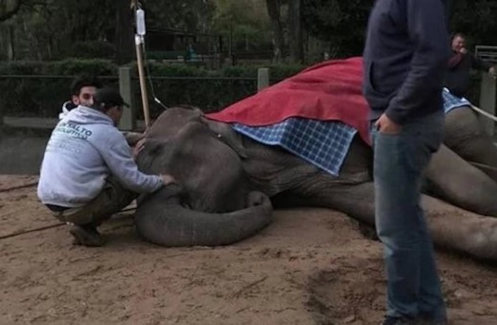 Murió la elefanta Pelusa, un emblema del Zoo de La Plata