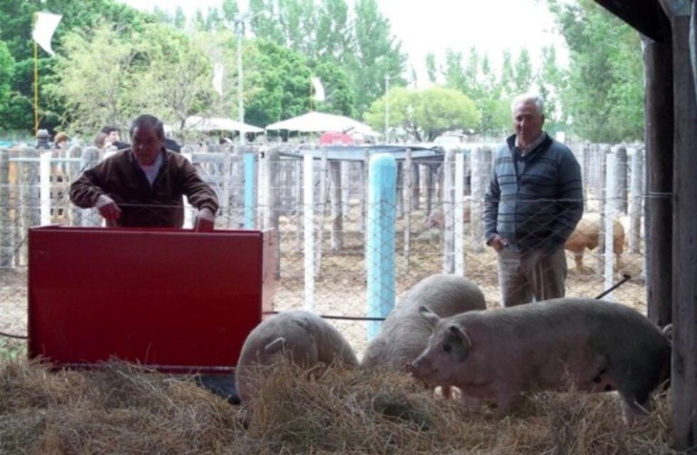 Alimentos saludables: la carne porcina, una opción beneficiosa