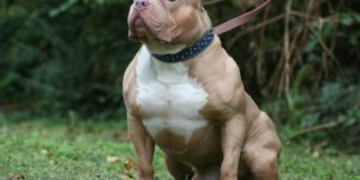 Perro raza pitbull