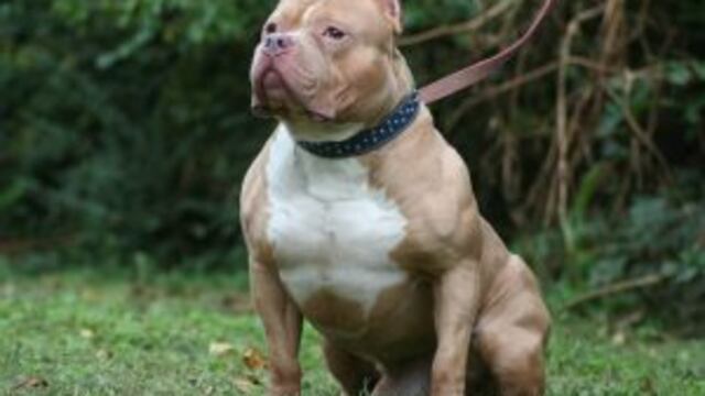 Perro raza pitbull